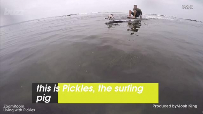 A Pig In California Has Taken Up Surfing As A Hobby