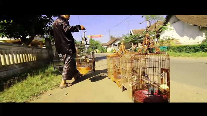 DUNIA HOBI : Mari Belajar Bahasa Burung Bersama Gus Bahruji