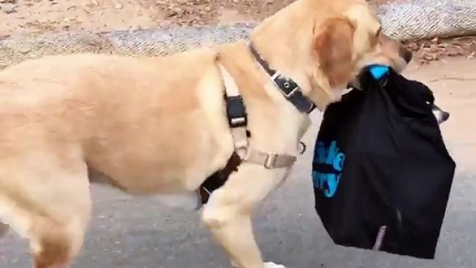 Labrador Carries Bag With Small Dog