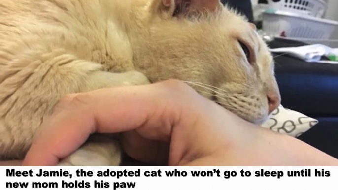 13-year-old shelter cat gets adopted and can't sleep unless new mom holds his paw