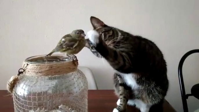 Moment magique entre un chat et un petit oiseau... Calin trop mignon