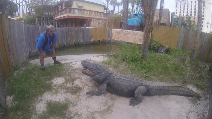 Ce dresseur de crocodile fête Thanksgiving avec ses alligators... Dingue