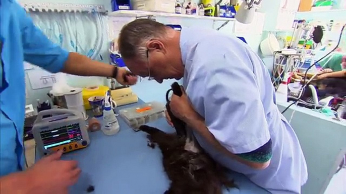 BONDI VET - Season 1 Episode 11