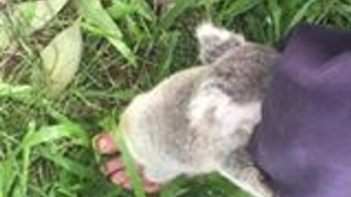 Baby Koalas Start Learning to Climb