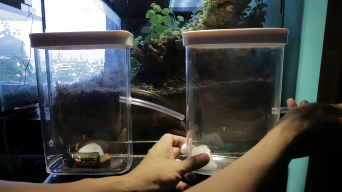 New ROOM-SIZED Ant Farm | Pharaoh Ants