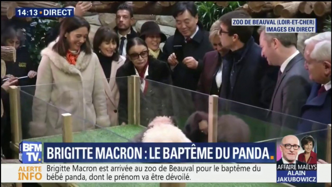 Au zoo de Beauval, Brigitte Macron baptise le bébé panda qui s'appellera Yuan Meng