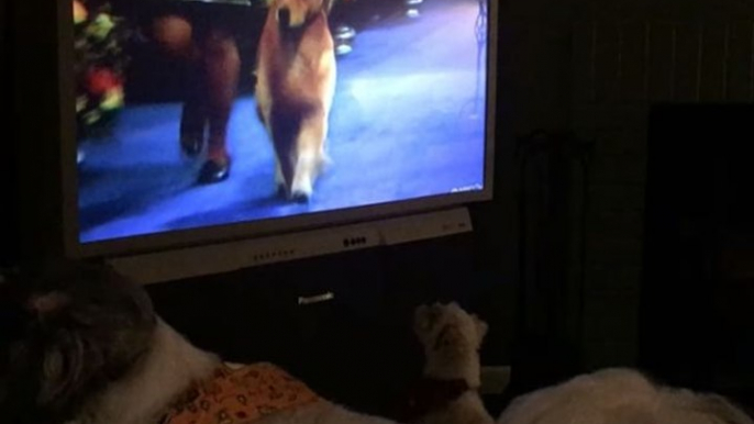 Dogs Bark at Fellow Canines Competing in National Dog Show