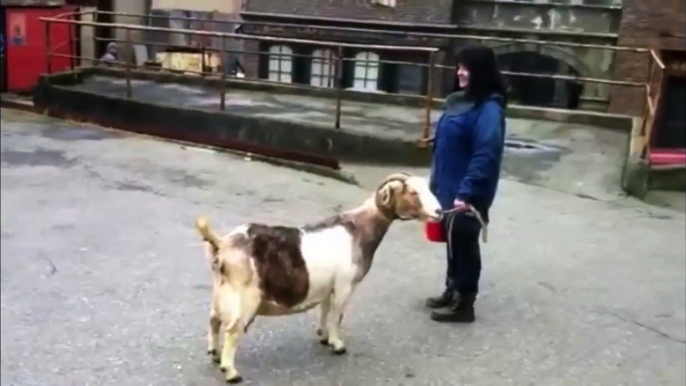 Funny Goats Screaming like Humans-nlYlNF30bVg.CUT.00'34-01'10