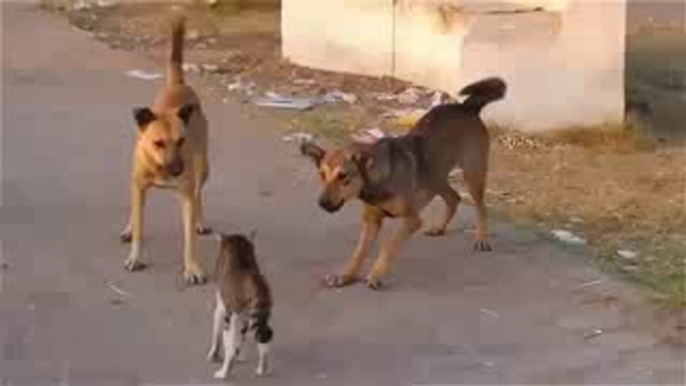 funny animals cats and dogs Complication | cats and dogs funny video Complication
