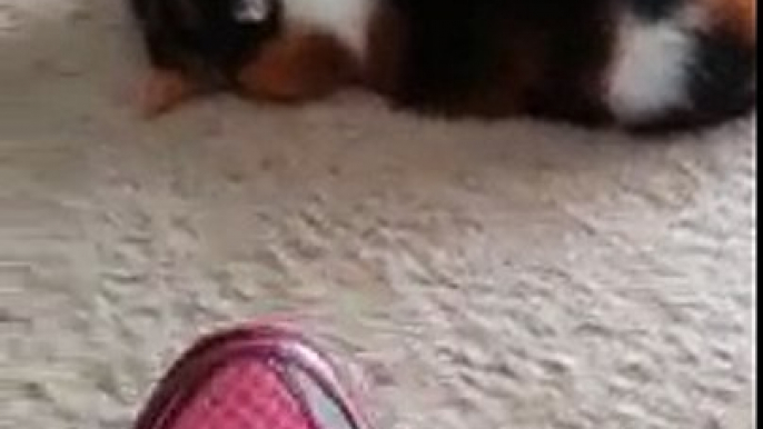 Insolite : cette chatte pique une crise de colère lorsque sa maîtresse porte des chaussures !