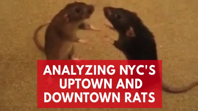 Fordham University researchers analyze New York City's Uptown and Downtown rats