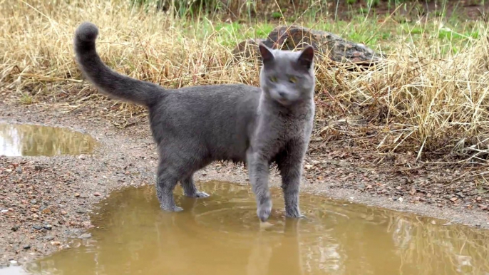 Ce chat adore sauter dans les flaques d'eau... Adorable