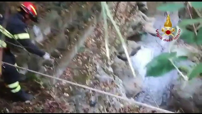 Cucciolo di cane cade nel fiume, salvato dai Vigili del Fuoco (22.11.17)