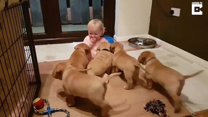 Assailli par des chiots ce bébé disparaît !! Trop mignon..