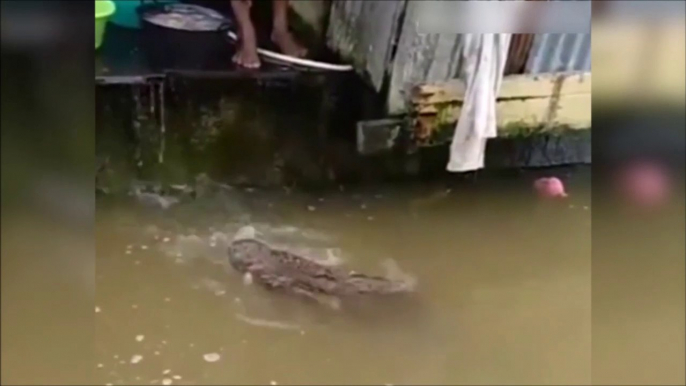 Ce crocodile vient chercher à manger comme un chien... Animal de compagnie un peu dangereux non?