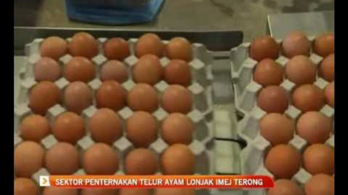 Sektor penternakan telur ayam lonjak imej Terong