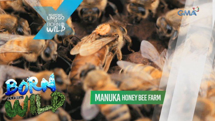 Born to be Wild: Doc Ferds meets the New Zealand's Manuka bees!