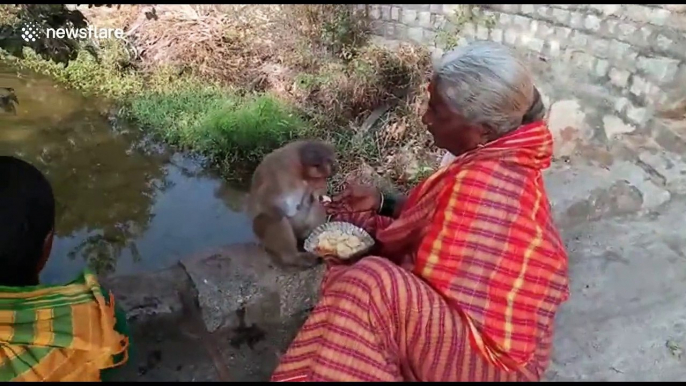 Poor women adopt monkey that lost both hands in accident