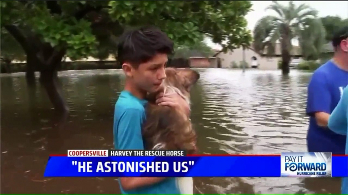 Rescue Horse from Hurricane Harvey Finds New Life in Michigan