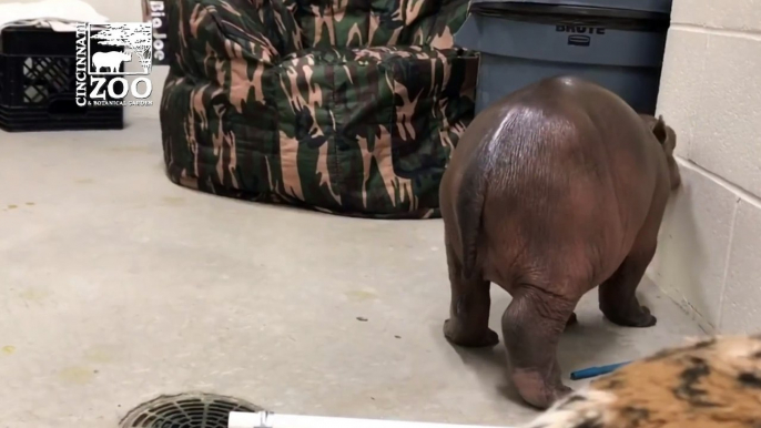Premature Baby Hippo Takes First Steps - Cincinnati Zoo