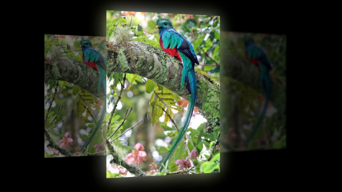 The Quetzal birds - They look beautiful with very long tails
