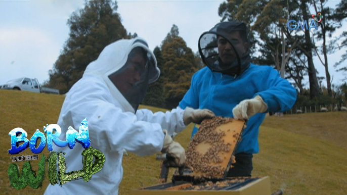 Born to Be Wild: Doc Ferds learns how to harvest the Manuka honey