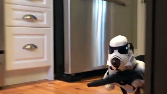 Un chien teckel avec un déguisement de stormtrooper