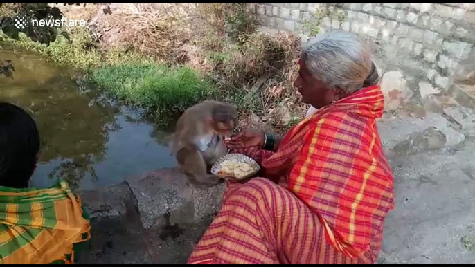 Poor women adopt monkey that lost both hands in accident