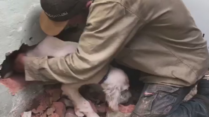 Rescuers Use Hammer to Free Puppy Trapped Between Two Brick Walls