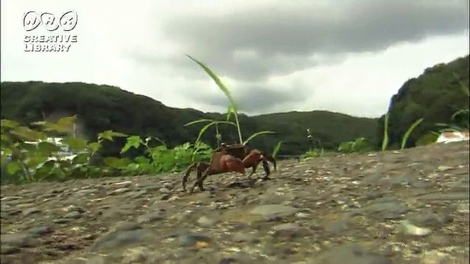 武井雅人 カニの背景