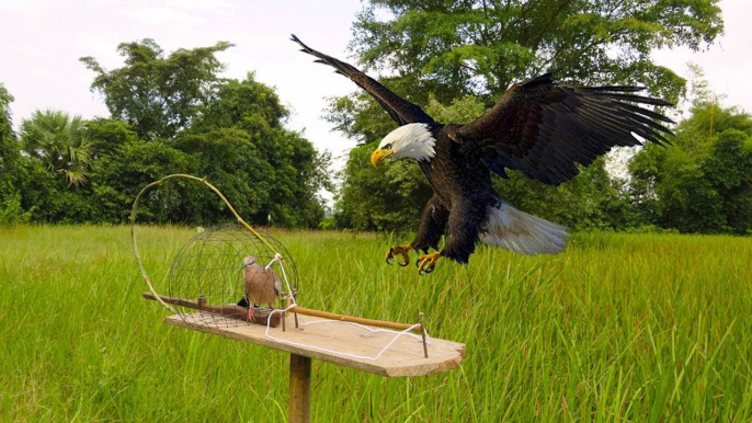 Awesome Quick Bird Trap Using A Leg Snare Platform Trap - Easy Best Bird Trap That Work 100%