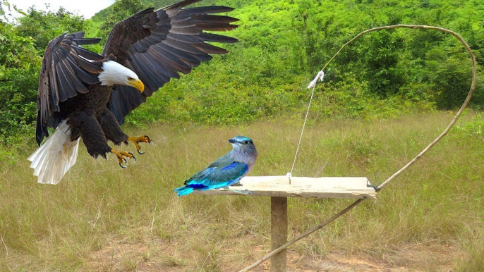 Awesome Quick Bird Trap Using A Leg Snare Platform - How To Make Bird With Sling Foot That Work 100%