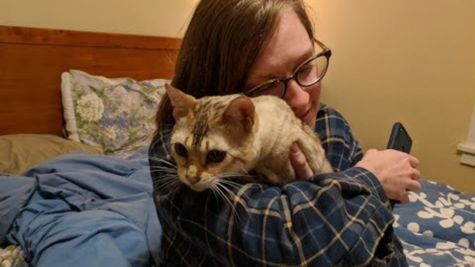 Girlfriend Surprised With New Cat After Voluntarily Rehoming Her Last Cat