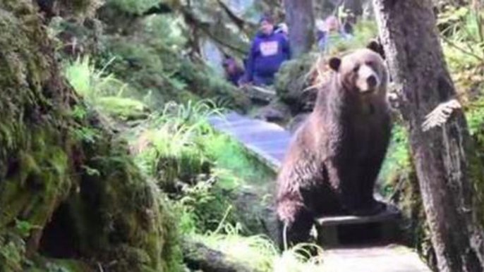 Alaskan Brown Bear Does Not Give A Fig About Humans In His Path, Just Wants To Scratch His Big, Brown Butt