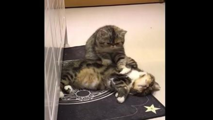 A Kitten Massaging Another Kitten Is So Cute That We Can't Even