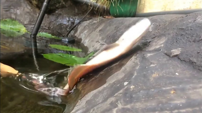 Ce poisson saute hors de l'eau pour attraper de la nourriture... Malin l'animal