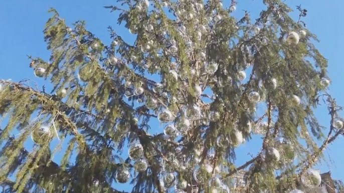 Le sapin de Noël de la ville de Rome devient la risée des internautes