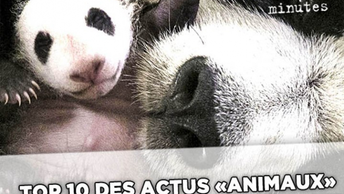 Top 10 des actus « animaux » qui ont marqué l'année 2017