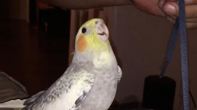 Whenever This Cockatiel Gets Stressed, It Starts Chirping The iPhone Ringtone