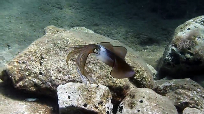 Amazing squid changing color - world of wild animals