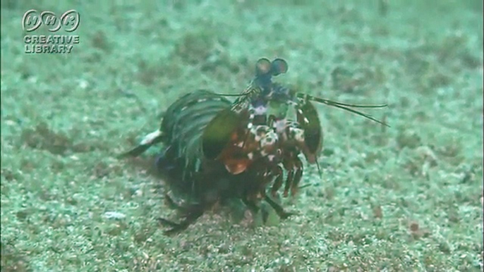 堀尾聡太 エビのよううなエビじゃないような不思議な生き物