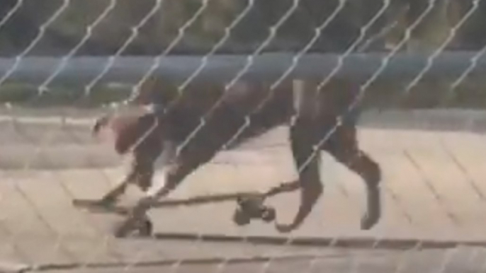 Skateboarding Dog Leaves Florida Police Officer Laughing