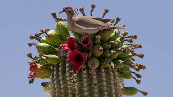 Desert Time-Lapse Documents Saguaro's Visitors