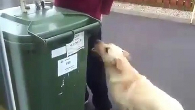 Ce pauvre chien est jaloux parce que son maitre caresse un chat