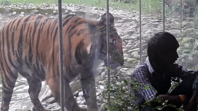 [MP4 1080p] Tiger attacked the man in Alipore Zoo, Kolkata