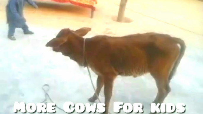 More Cows For kids: A cow video for children who like little cow Released the little cow and this happened Part 1