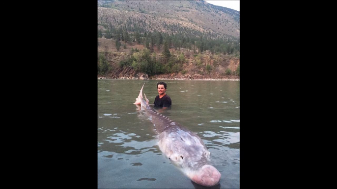 Il peche un monstre vieux de 30 ans de plus de 350kg dans une rivière canadien - Esturgeon geant