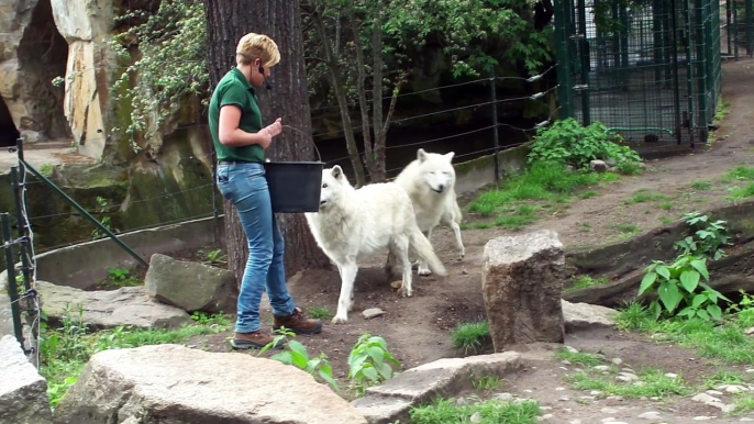 Zoo Berlin- Wolves Feeding Wolf Fütterung - White Arctic Pack of Wolves - Great Scene