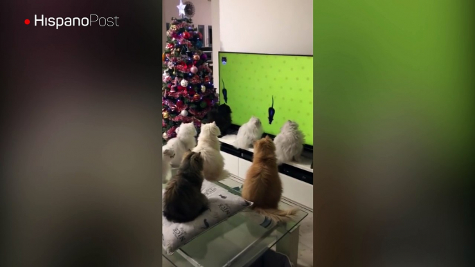 Hallan cómo evitar que los gatos destrocen los arbolitos de Navidad