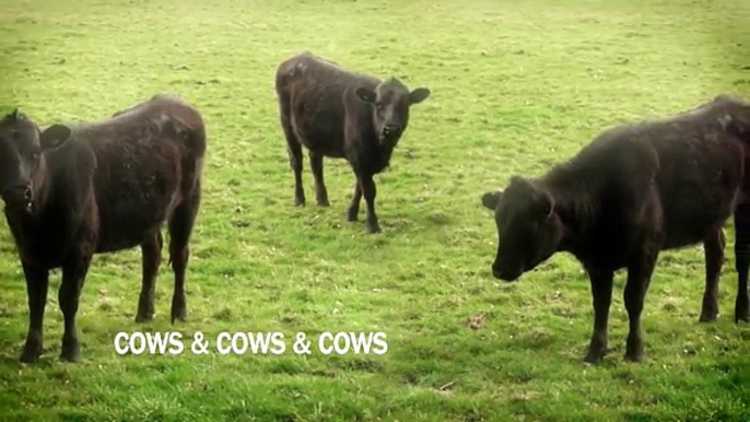 cows  cows  cows